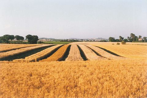 Newsletter 26 Aprile 2020, Aprile 1990, Aprile 2020: 30 anni di Storia di Pasta Latini