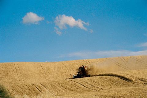 Giorni di raccolti...