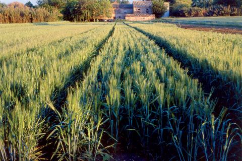 Campo sperimentale verde, ancora ricordi