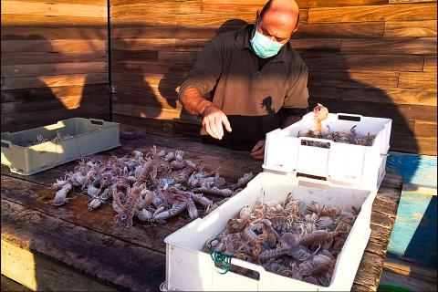 Panocchie, pannocchie o cicale?