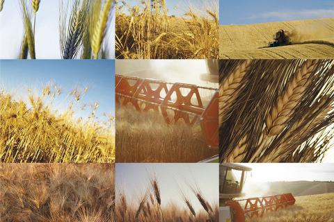 Che ne sai tu di un campo di grano?