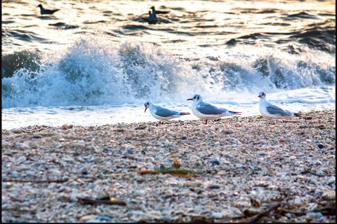 A spasso sulla battigia...buon Giovedì Grasso
