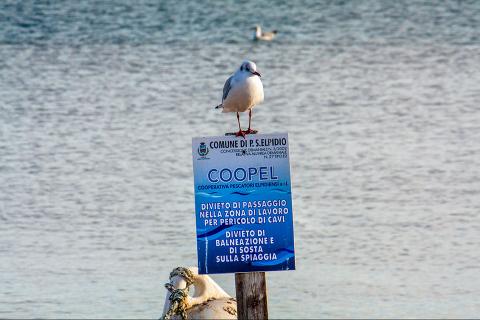 Divieti, controlli